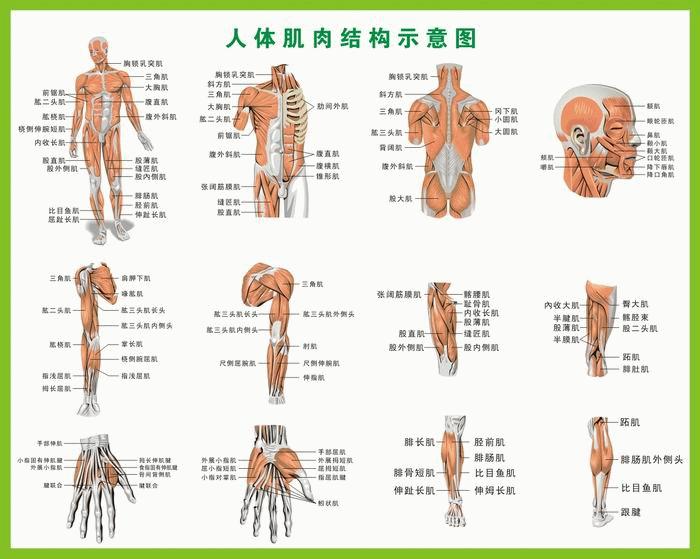人身体结构分布示意图 - 知乎