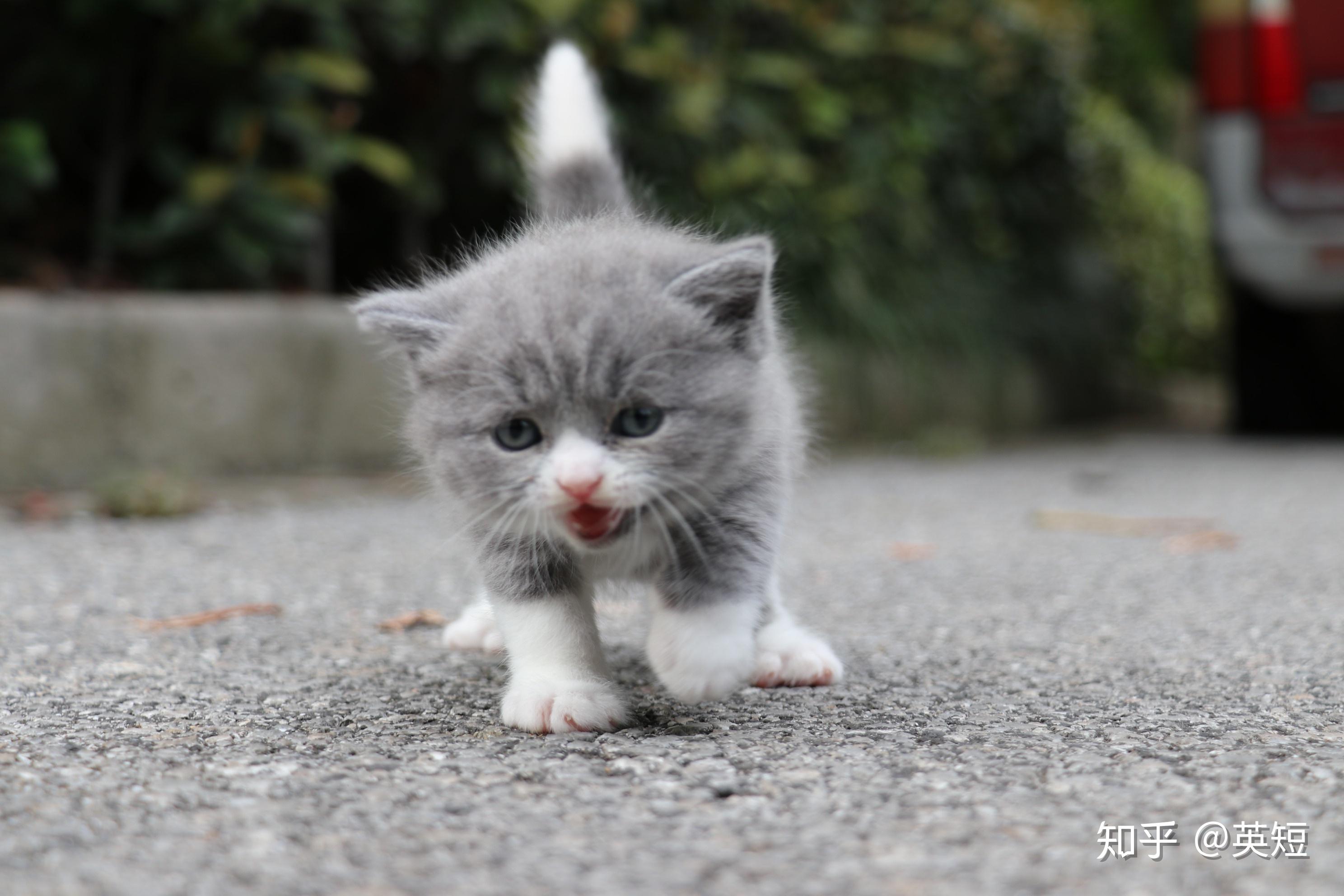 一个月大英国短毛猫蓝白色高清照片