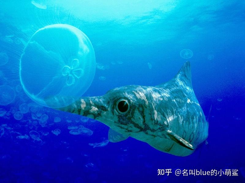 地獄水族館序章魚龍形下綱