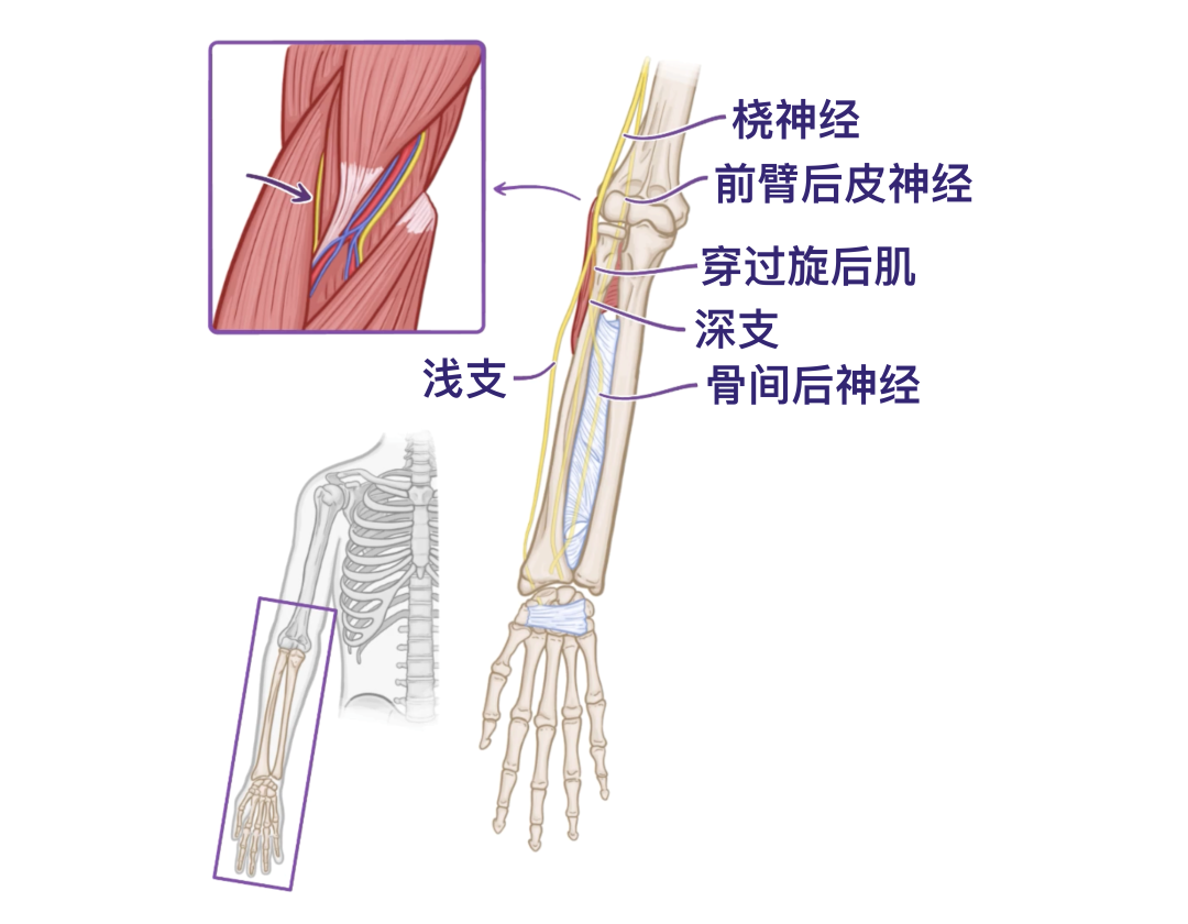 人体解剖学基础:前臂的血管和神经 - 知乎