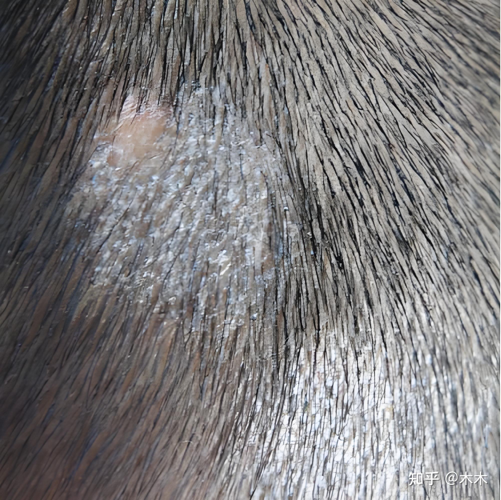 长了头癣,不知是白癣还是黄癣?