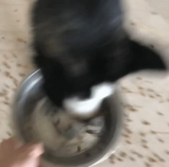 动图封面