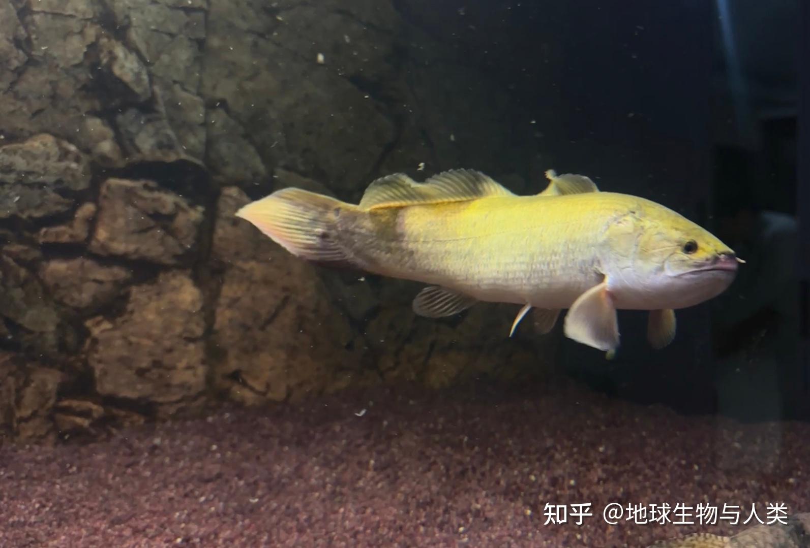 【鱼类全系列】弓鳍鱼目—弓鳍鱼科 - 知乎