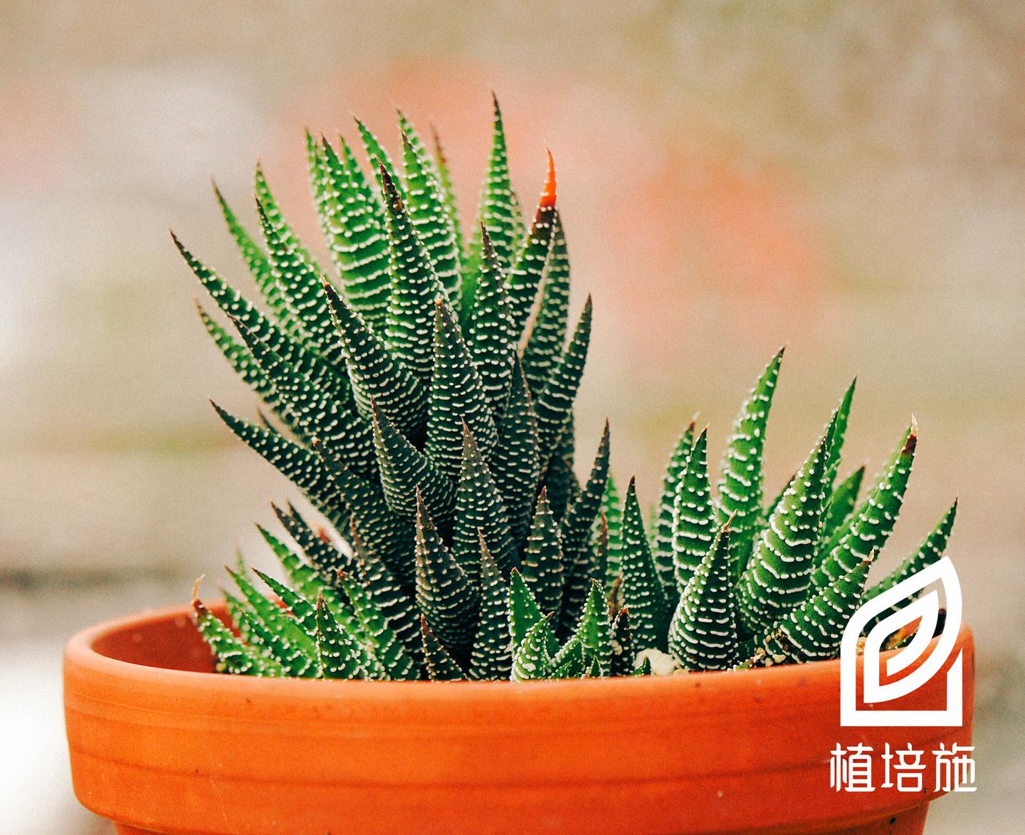 植培施 条纹十二卷haworthia Fasciata 多肉植物栽培手册 知乎 植培施 条纹十二卷haworthia Fasciata 多肉植物栽培手册 知乎