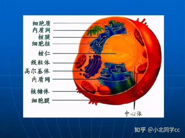 乾貨分享高中生物實驗涉及的顯色反應助你實驗拿分