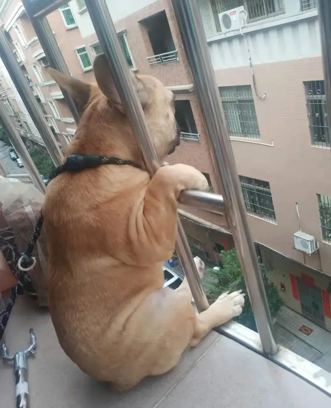 斗牛犬趴在阳台上看风景背影和表情太有戏这是外面有狗了