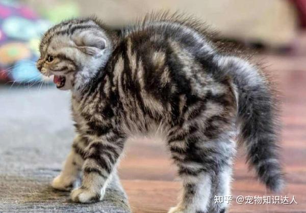 猫“拱背”的原因,原来里面含义这么多! - 知乎