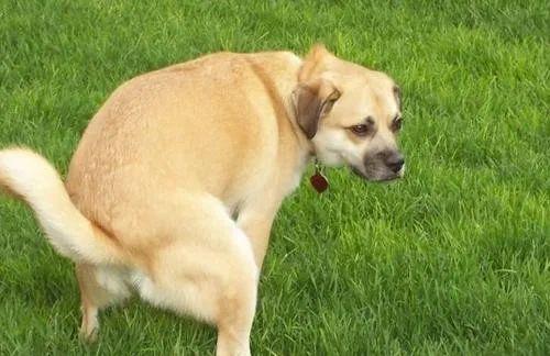 狗狗便秘 可不是一般的难受 知乎