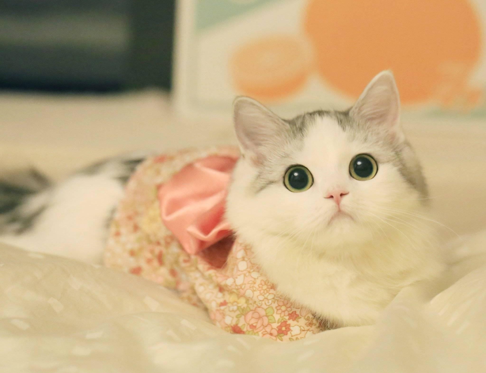 请问伙伴们这只小萌猫是什么品种呀谢谢