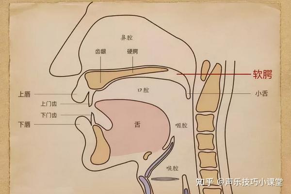  唱歌技巧：头腔共鸣、口腔共鸣和胸腔共鸣的训练方法 - 知乎 Bildidee 