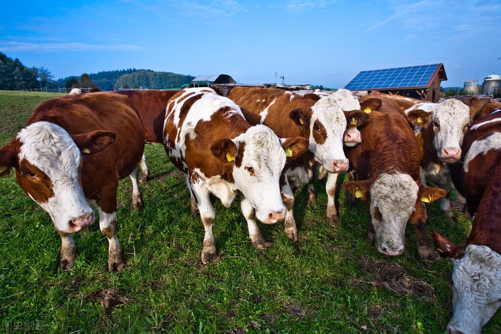 肉牛反复胀气怎么办