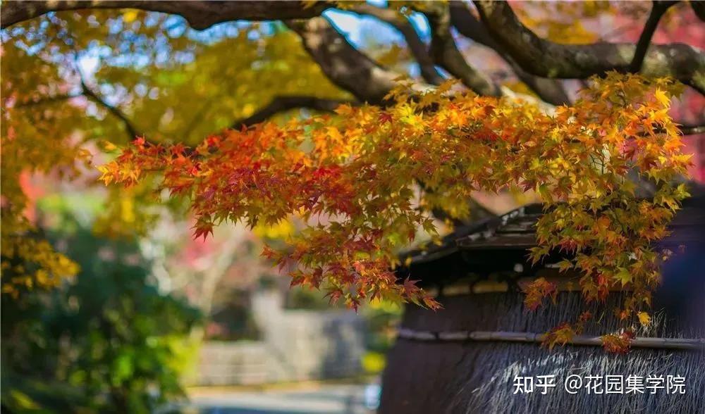 干货 打造日式庭院,只此一篇,足够 - 知乎