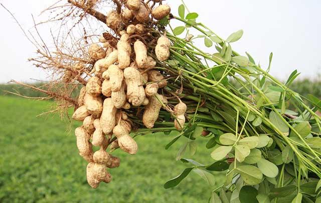 花生重茬根腐防治技术,花生抗重茬防治特效药,花生根腐病防治特效药“根小子” - 知乎