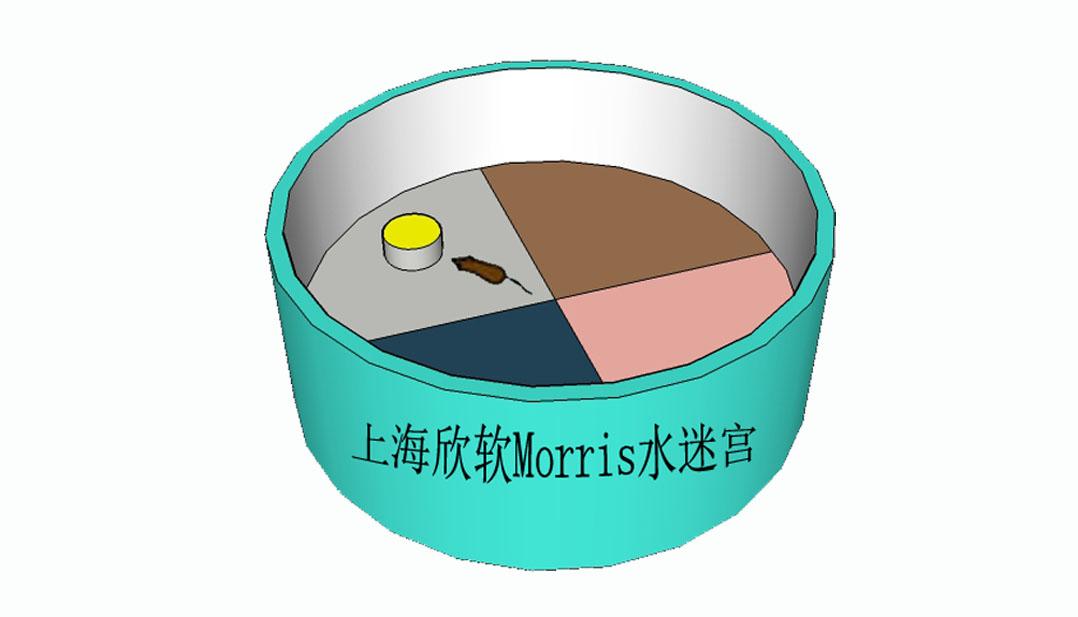 morris水迷宫实验中三种品系小鼠学习记忆能力的比较