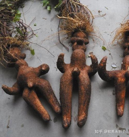 喜阳耐寒,能补人体元气,补肾强腰,壮阳生精