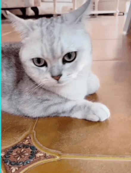 猫 21年要全面实现猫的智障化 知乎