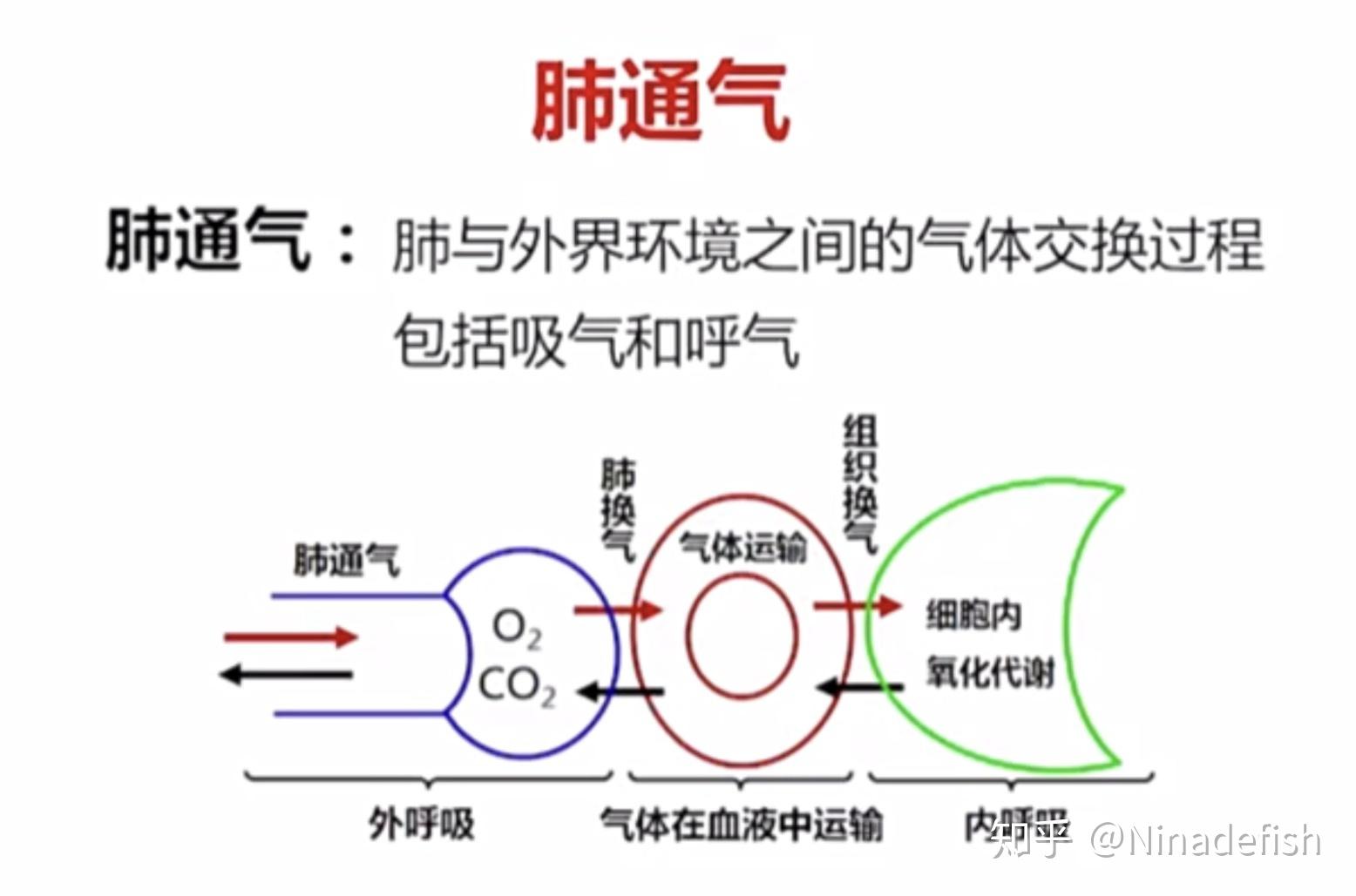 肺通气的原理图片