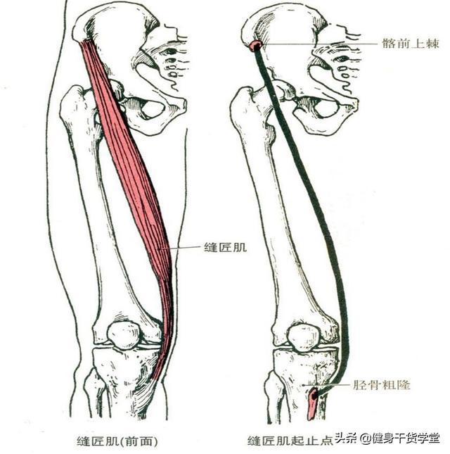 干货每天分享一块肌肉缝匠肌