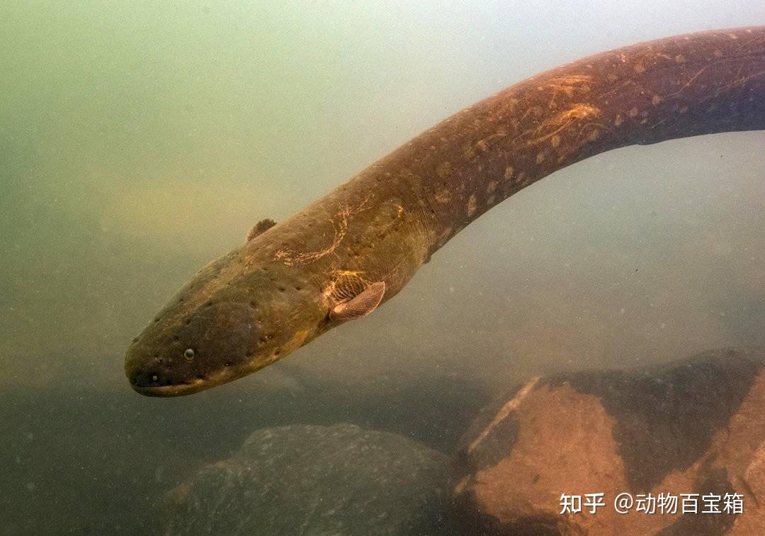 鳄鱼袭击电鳗,却被860伏电压电到全身抽搐 - 知乎