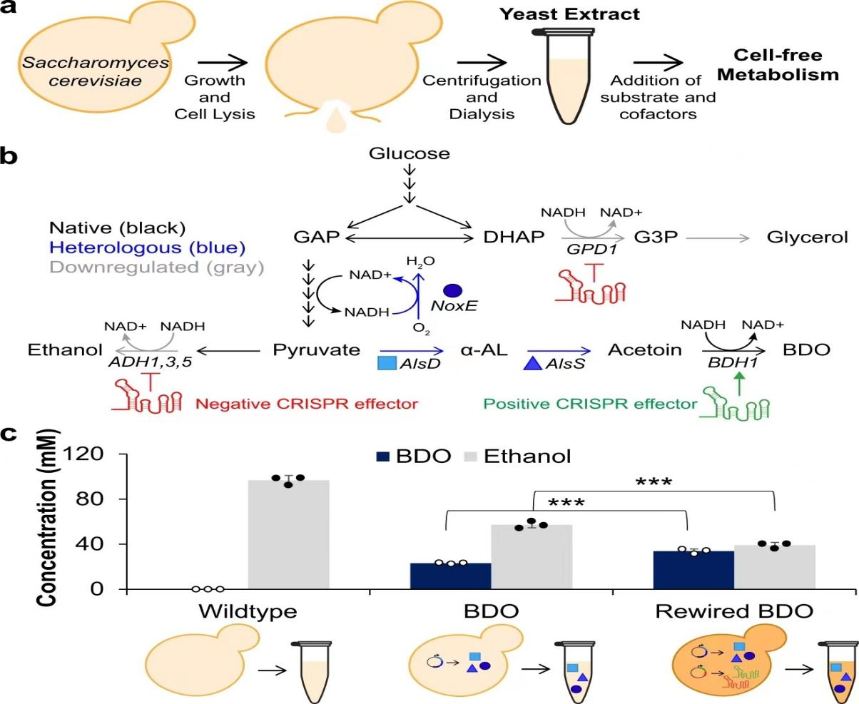 1 酿酒酵母bdo异源代谢通路的构建