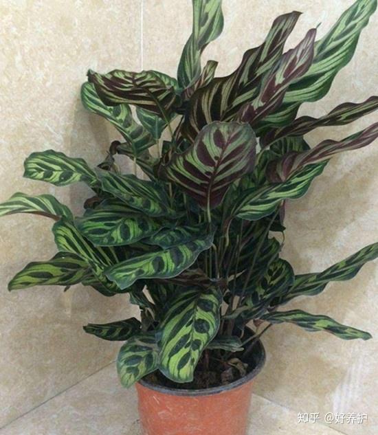 eibe kosten Eibe Groß Bonsai main image 0