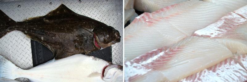 蛇鳕▲帝王鲑▲黄鳍金枪鱼▲那我们就来公布一下正确答案吧,上图从左