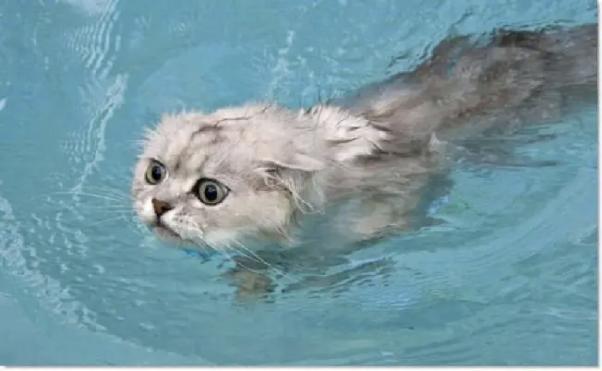 猫咪可能遇到的10个意外|附急救指南 - 知乎