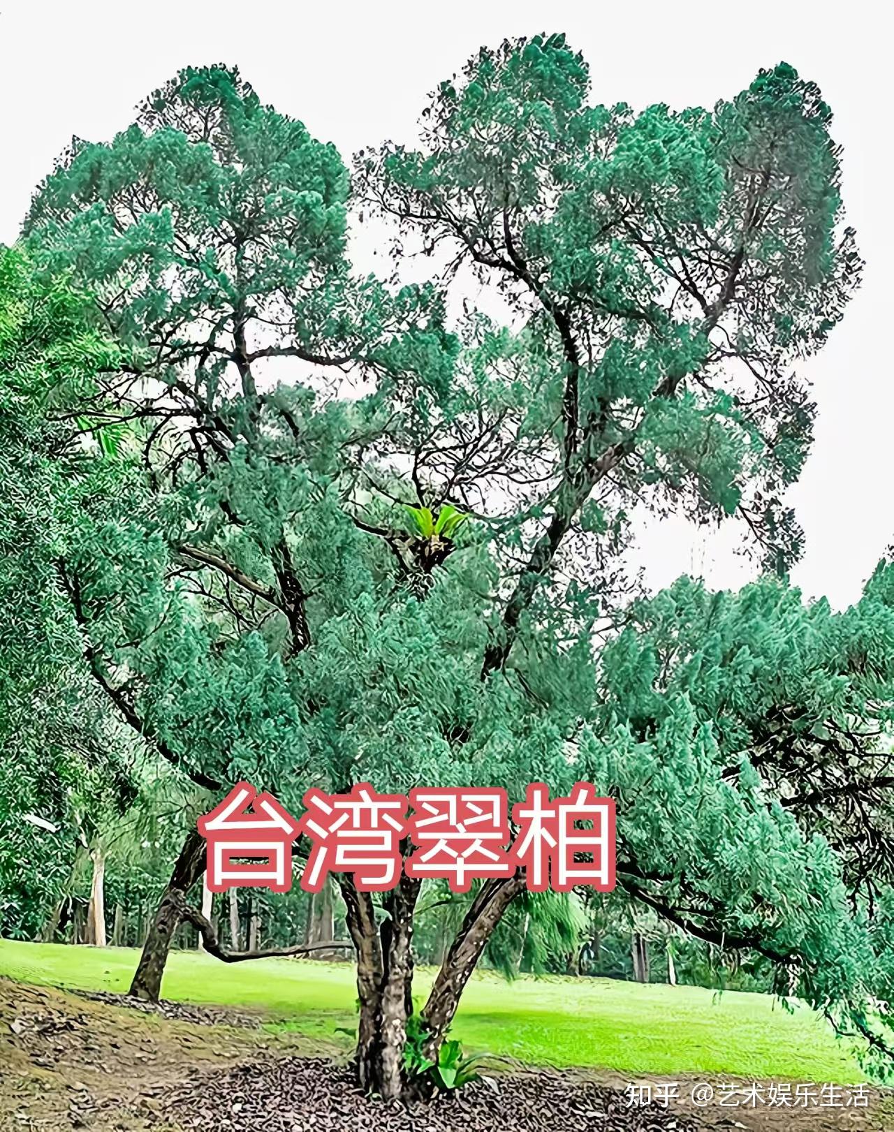 68种柏科植物，园林栽培的常用树种 - 知乎