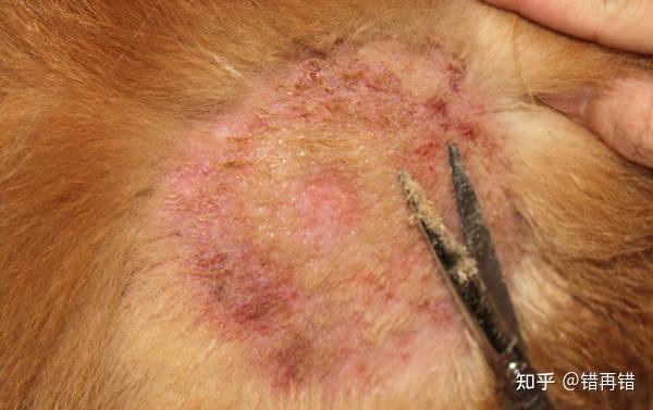 兽医深度讲解狗狗各种皮肤病看完你也是半个兽医