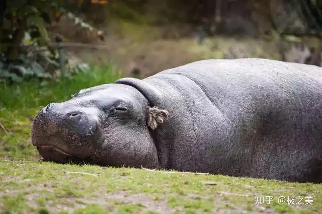河马海鹦看了这么多动物的睡姿,你最中意哪种?