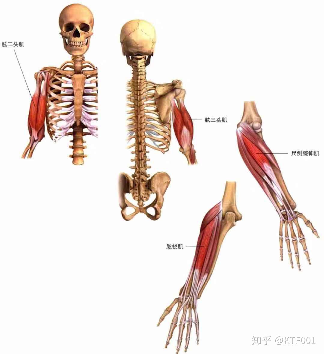 小臂肌肉分解图图片