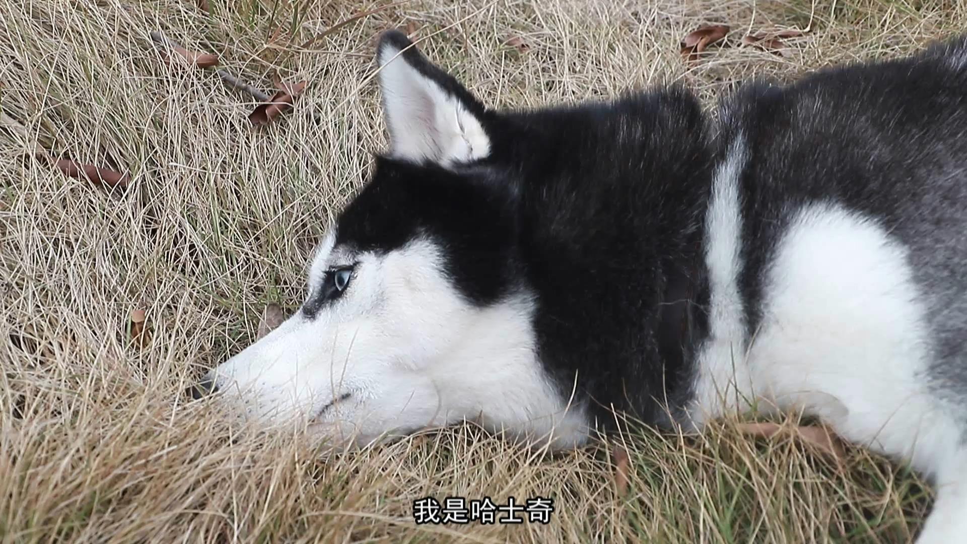 狗交配时锁结无法中断,如此危险的方式为何没被淘汰?