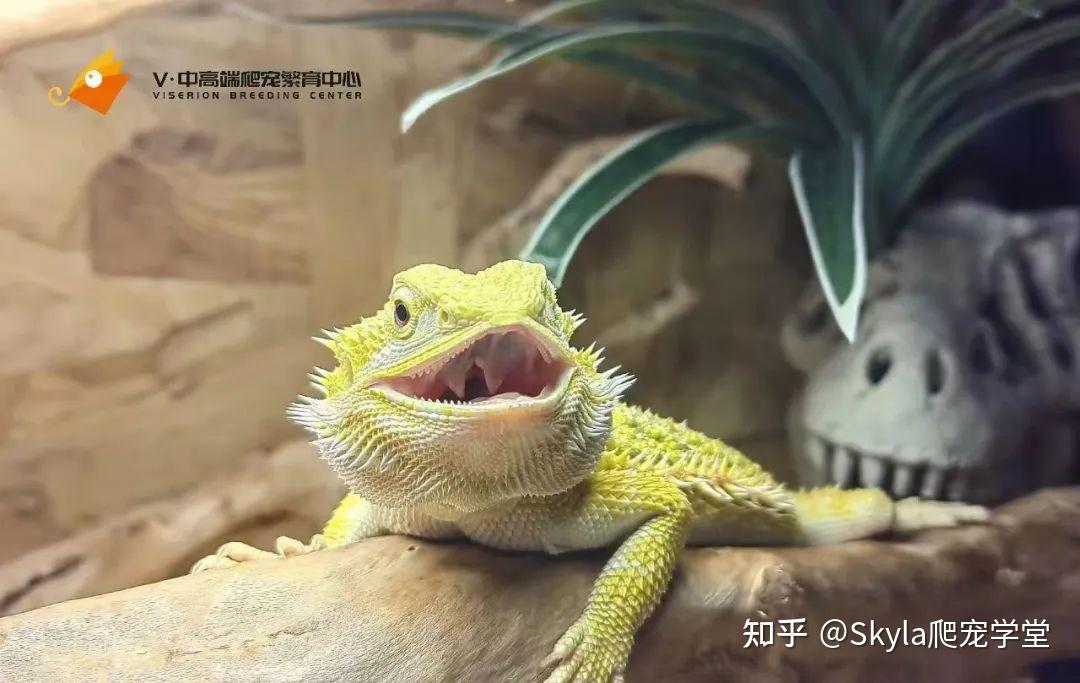 你的鬃狮蜥买贵了吗? - 知乎
