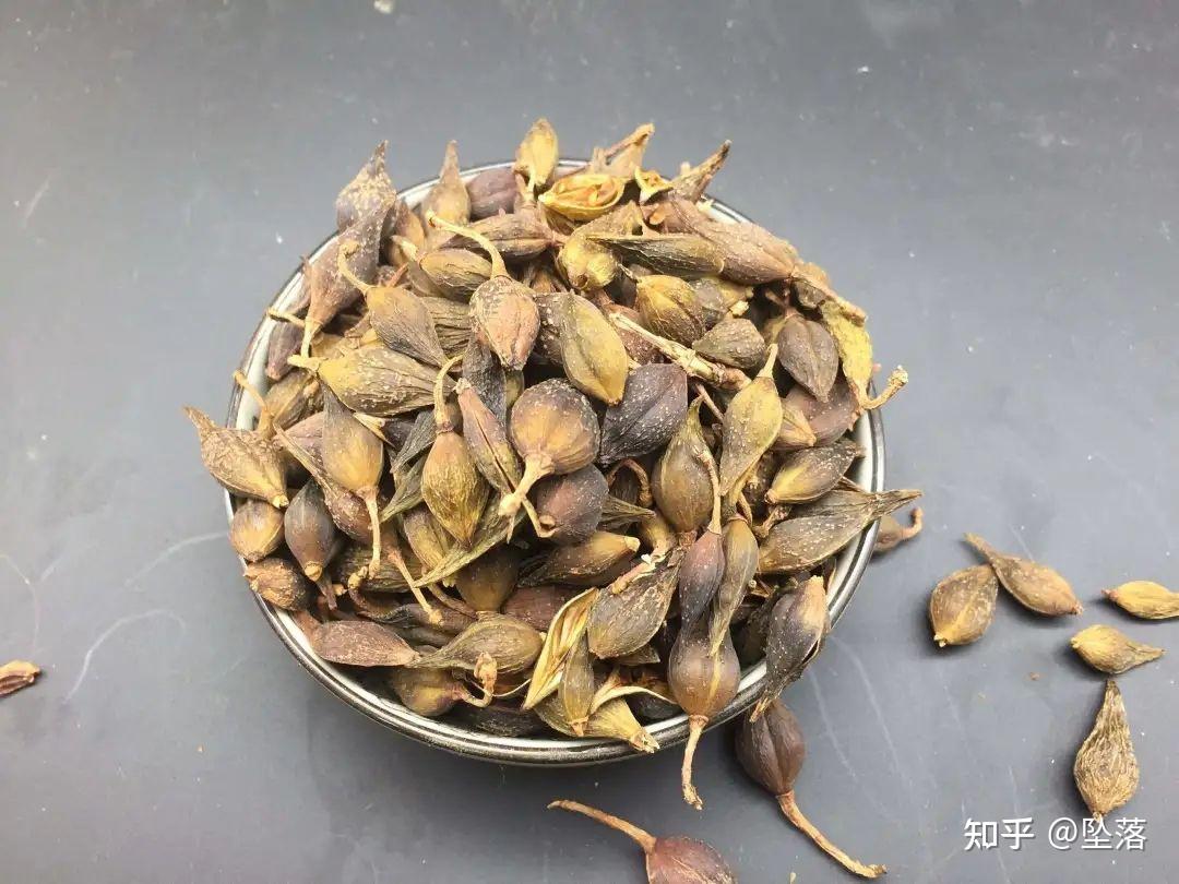 认识中药善用连翘好处多多散结消肿清热利湿