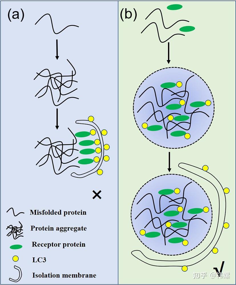 相分离相关综述(2) - 知乎