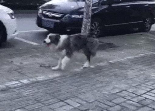 动图封面