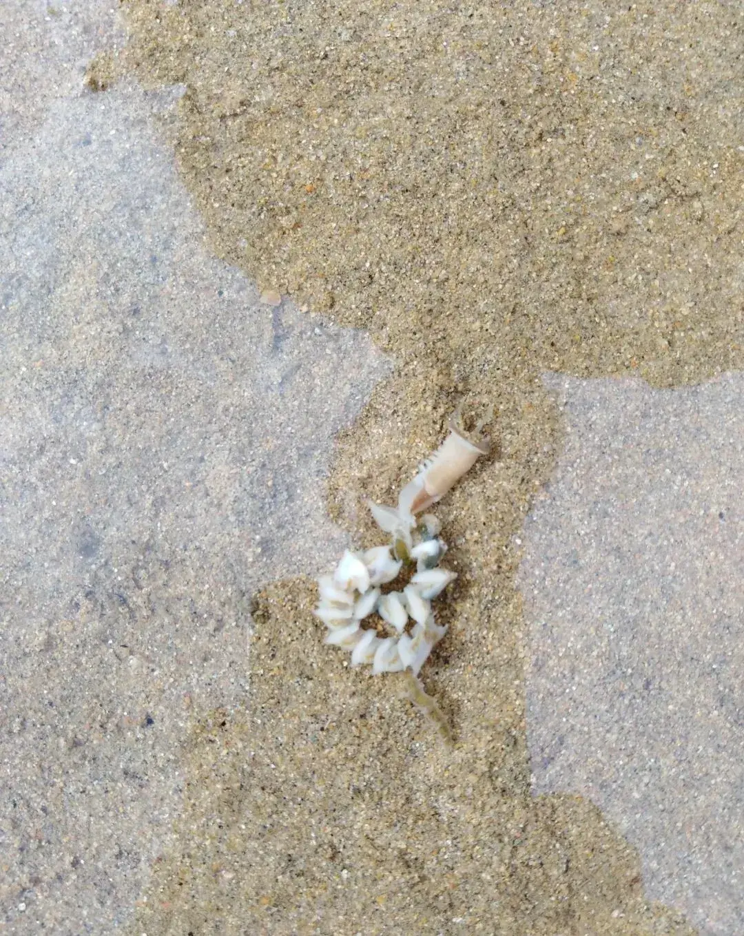 这些管子里住着谁?挖出来看看!(作者:于海成)