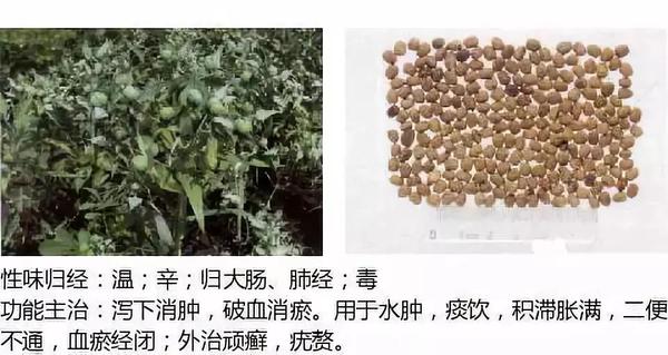 500余种中草药图  第100张