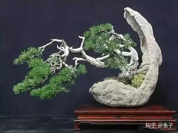 舍利干盆景起源于中国还是日本