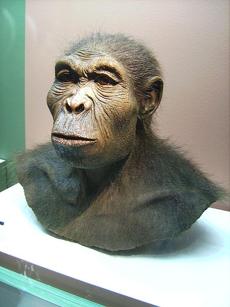 洛南猿人图片