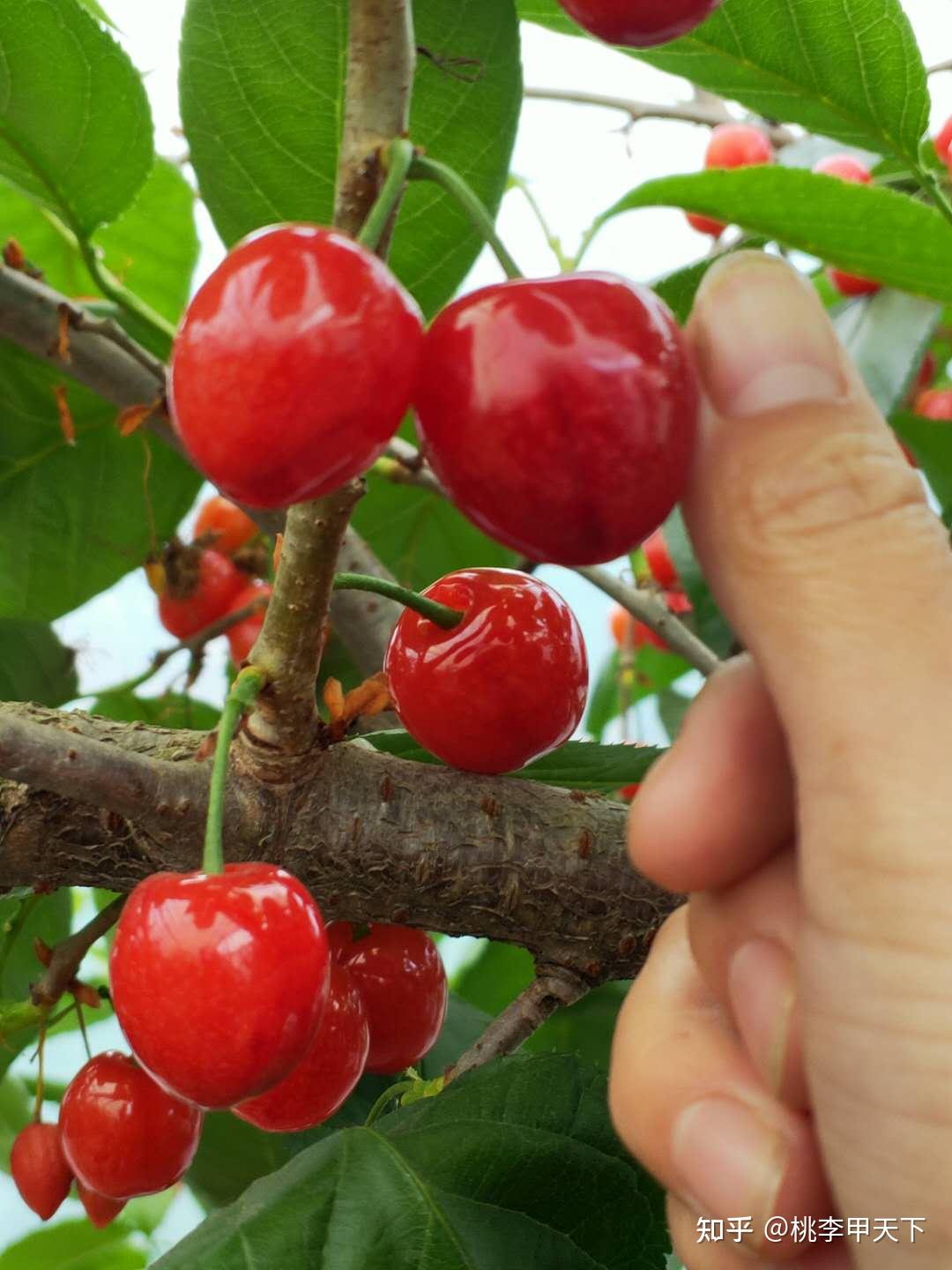 早熟新品种鸡心樱桃苗四川果树苗批发四月成熟的樱桃苗种植