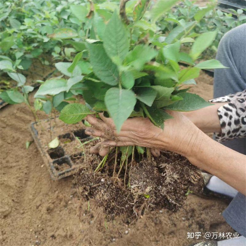 组培吉塞拉17号砧木苗抗重茬、好栽植、嫁接亲和力好 - 知乎