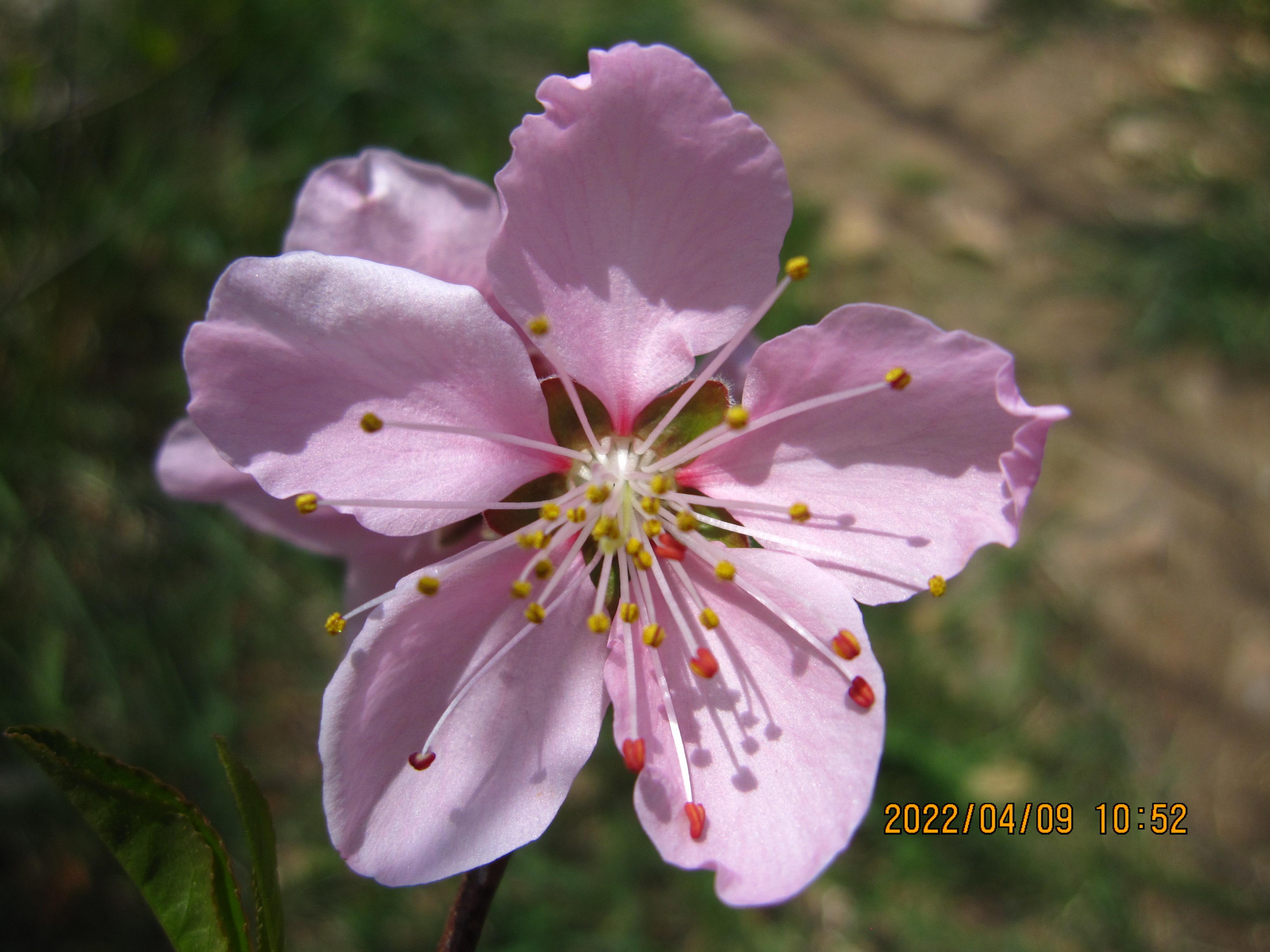 可能是某种桃花吧闺女:景门|世外麈乡～魔法家族|魔仁 宜杏链接:景门