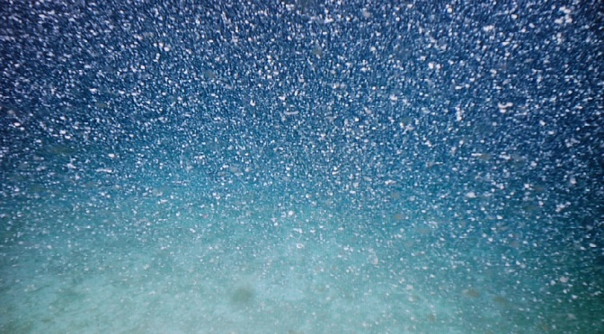 What is marine snow?什么是海洋雪? - 知乎