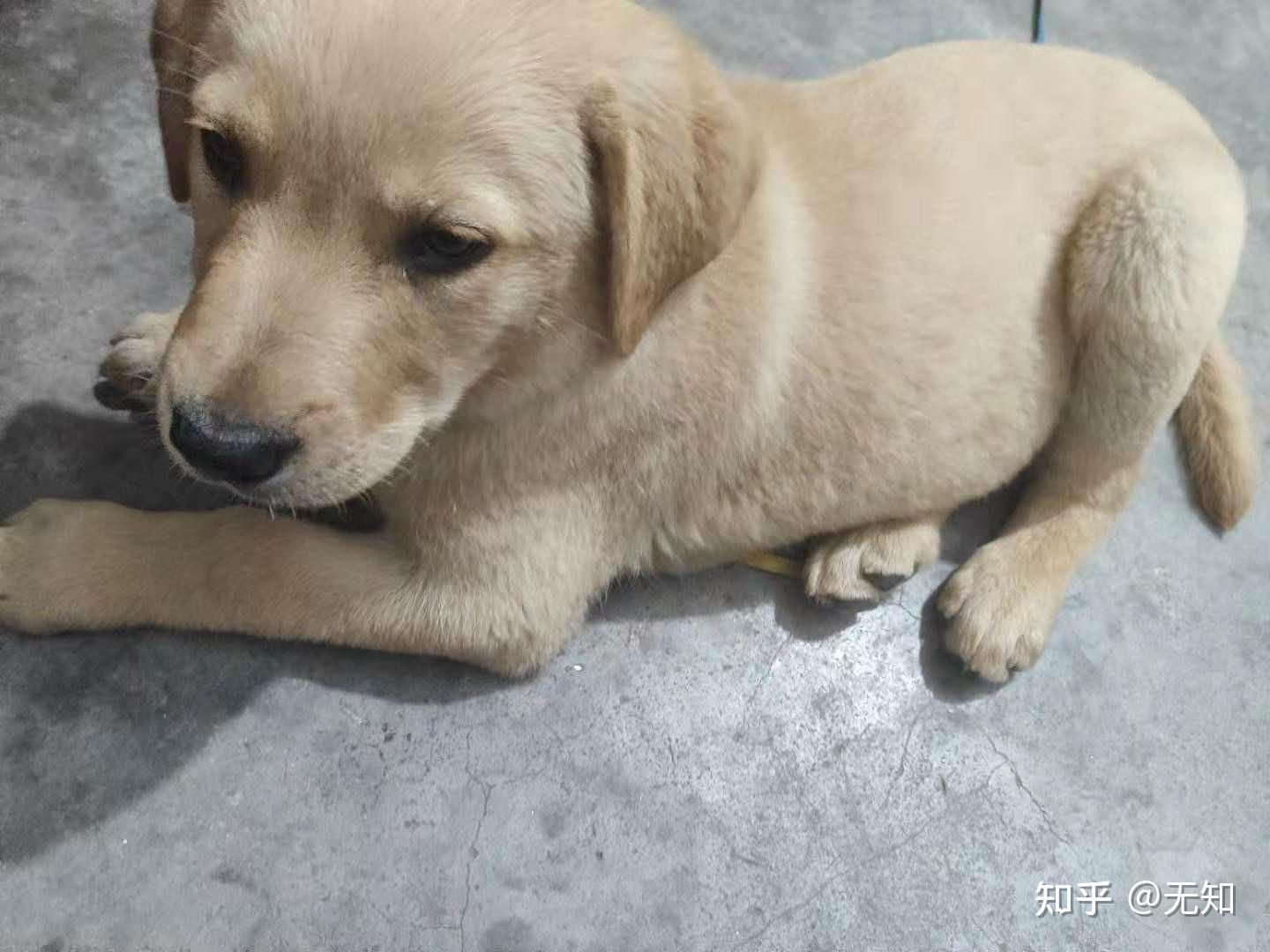 純種拉布拉多幼犬領養啟示