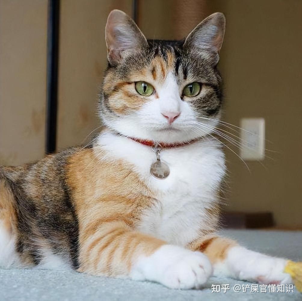 “猫界美人”三花猫,有这么多优点,而且还会招财? - 知乎