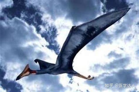 夜翼龙 知乎 
