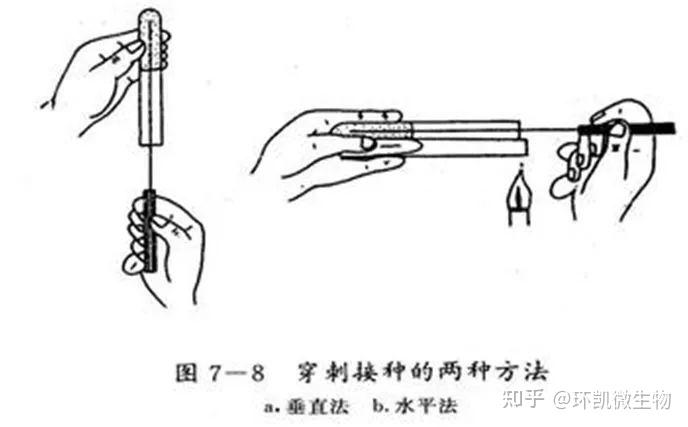 接种针和接种环区别图片