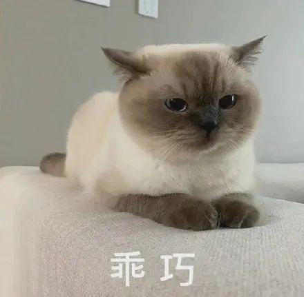 表情包 | 煤老板暹罗猫系列 - 知乎