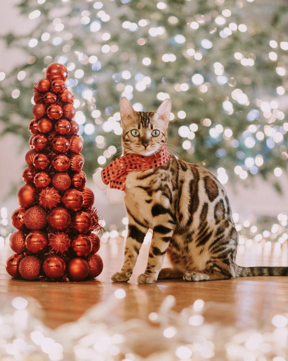 吸猫大会孟加拉豹猫tahri